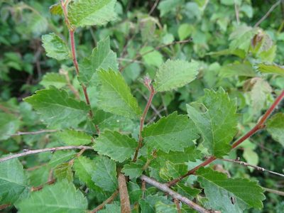 Ulmus minor, photographed by Zeke Marshall