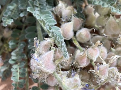 Astragalus mollissimus, photographed by Robbie Hannawacker