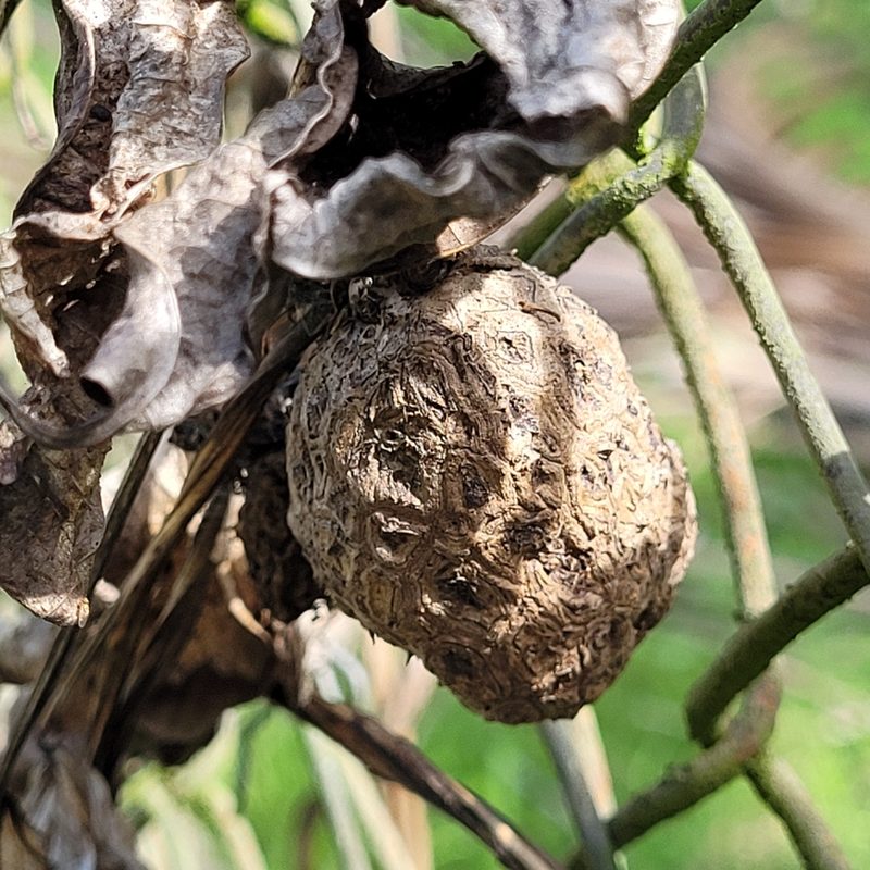 Dioscorea alata, photographed by Maria Janeiro