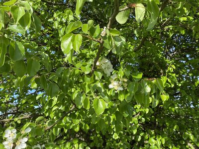 Pyrus communis, photographed by Radosław Puchałka