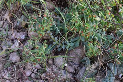 Euphorbia myrsinites, photographed by Ирина Хохрякова