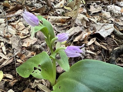 Galearis spectabilis, photographed by Annie Weissman