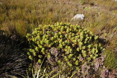 Leucospermum oleifolium, photographed by Tony Rebelo