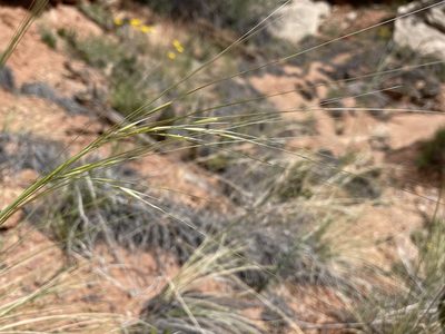 Hesperostipa comata, photographed by Robbie Hannawacker