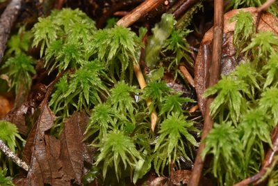 Sphagnum rubiginosum, photographed by Braden J. Judson