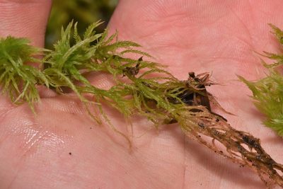 Sphagnum rubiginosum, photographed by Braden J. Judson