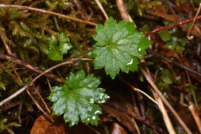 Boykinia occidentalis, photographed by Braden J. Judson