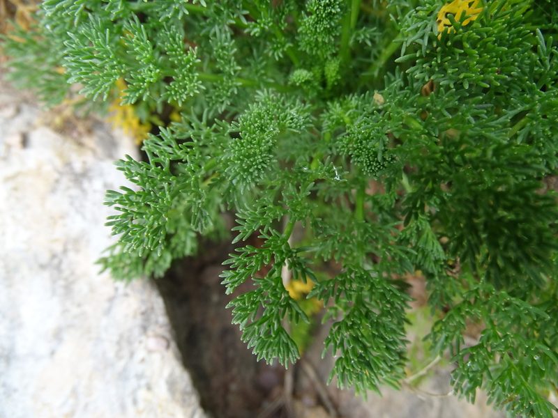 Tripleurospermum maritimum, photographed by Zeke Marshall