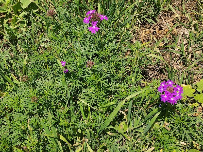 Verbena tenera, photographed by Simone M