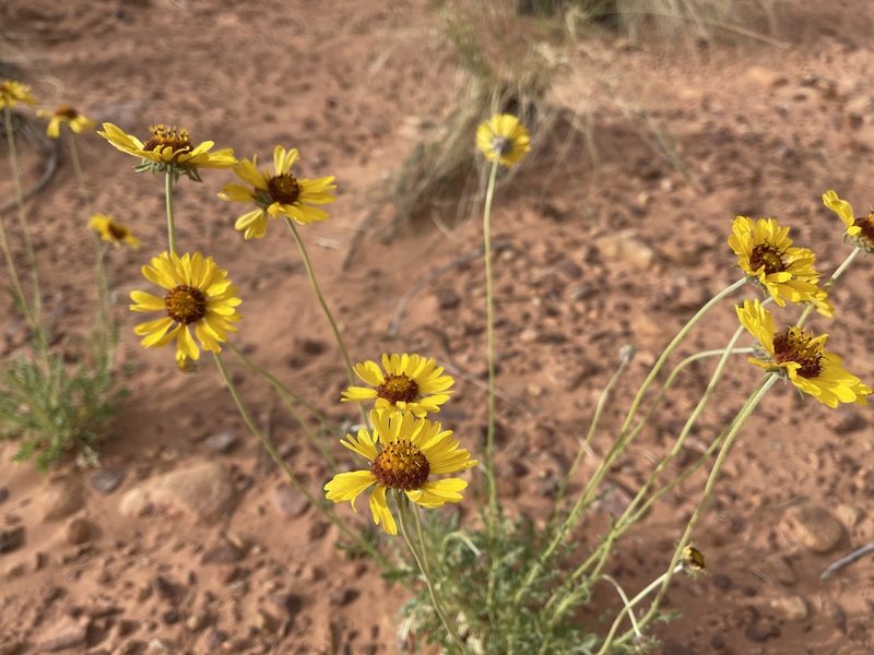 Gaillardia pinnatifida, photographed by Robbie Hannawacker