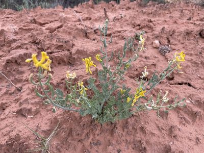 Corydalis aurea, photographed by Robbie Hannawacker