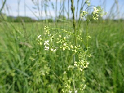 Galium album, photographed by Thomas Koffel