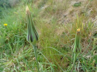Tragopogon pratensis, photographed by Zeke Marshall