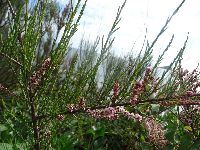 Tamarix gallica, photographed by Zeke Marshall