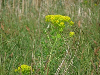 Euphorbia palustris, photographed by Thomas Koffel