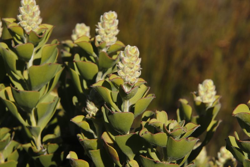 Paranomus sceptrum-gustavianus, photographed by Tony Rebelo