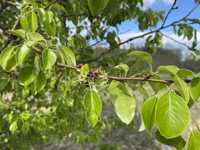 Pyrus communis, photographed by Radosław Puchałka