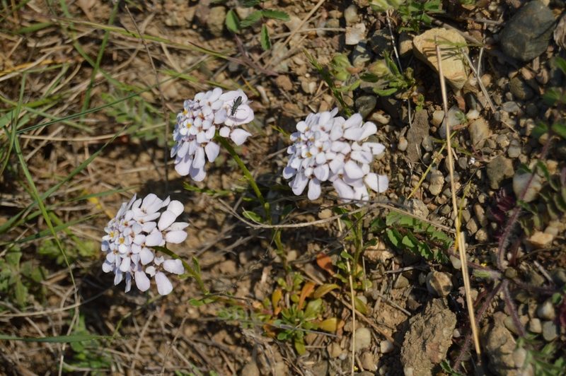 Iberis simplex, photographed by Ирина Хохрякова