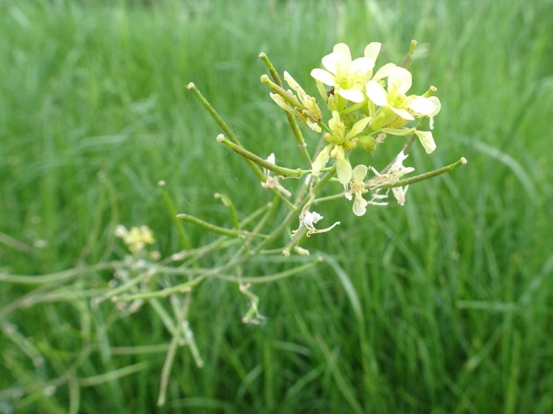 Erucastrum gallicum, photographed by Thomas Koffel