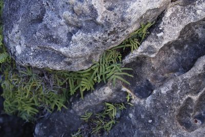 Gleichenia polypodioides, photographed by Tony Rebelo