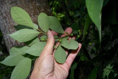 Lindera benzoin, photographed by Michelle W. （鍾偉瑋）
