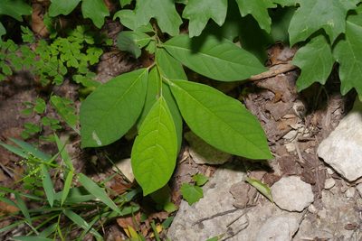Lindera benzoin, photographed by Michelle W. （鍾偉瑋）