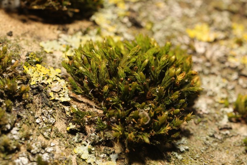 Lewinskya affinis, photographed by Stephen James McWilliam