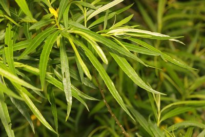 Salix viminalis, photographed by Stephen James McWilliam