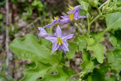 Solanum dimidiatum, photographed by Michelle W. （鍾偉瑋）