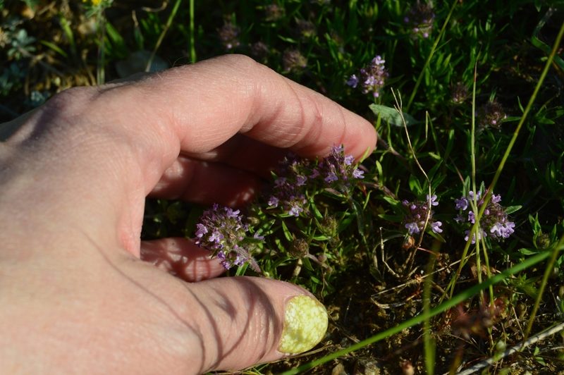 Thymus callieri, photographed by Ирина Хохрякова