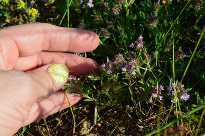 Thymus callieri, photographed by Ирина Хохрякова