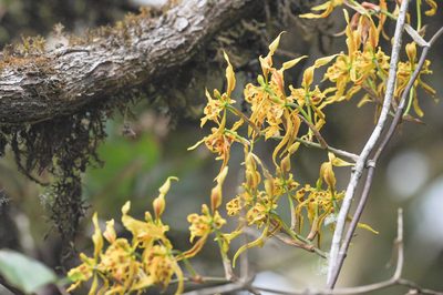 Cyrtochilum pardinum, photographed by Morten Ross