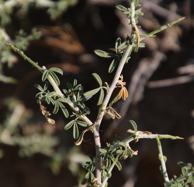 Melolobium candicans, photographed by Tony Rebelo