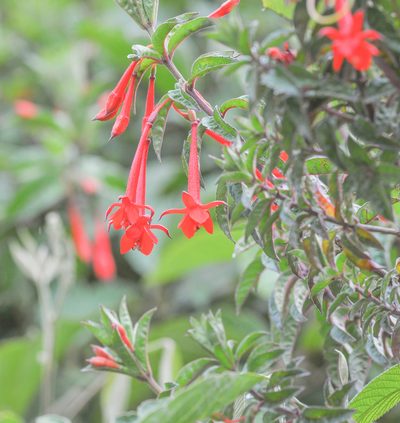 Fuchsia ampliata, photographed by Morten Ross