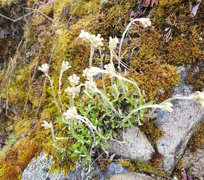 Antennaria howellii, photographed by Lyrae