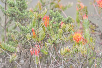 Tristerix longibracteatus, photographed by Morten Ross