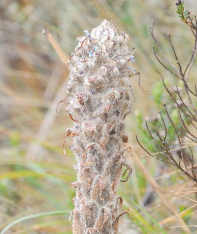 Puya clava-herculis, photographed by Morten Ross
