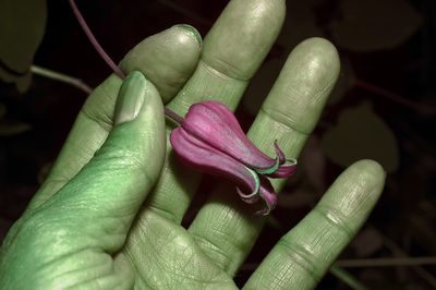 Clematis texensis, photographed by Michelle W. （鍾偉瑋）