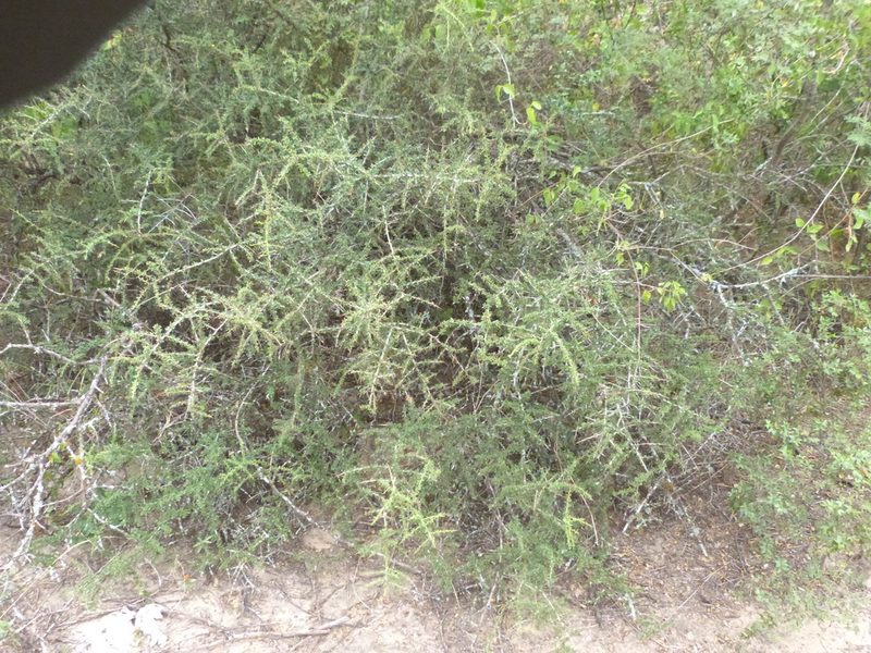 Condalia microphylla, photographed by Jose Luis Navarro