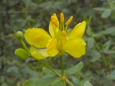 Larrea divaricata, photographed by Jose Luis Navarro