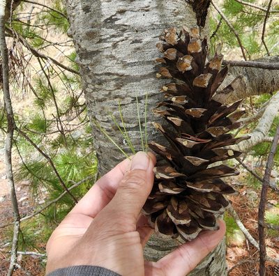 Pinus monticola, photographed by Lyrae