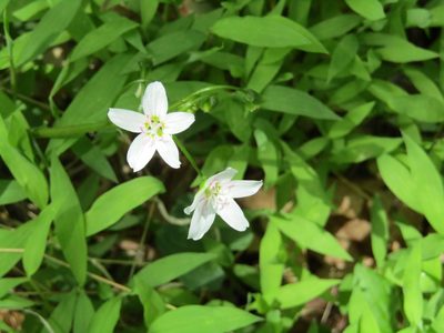 Claytonia virginica