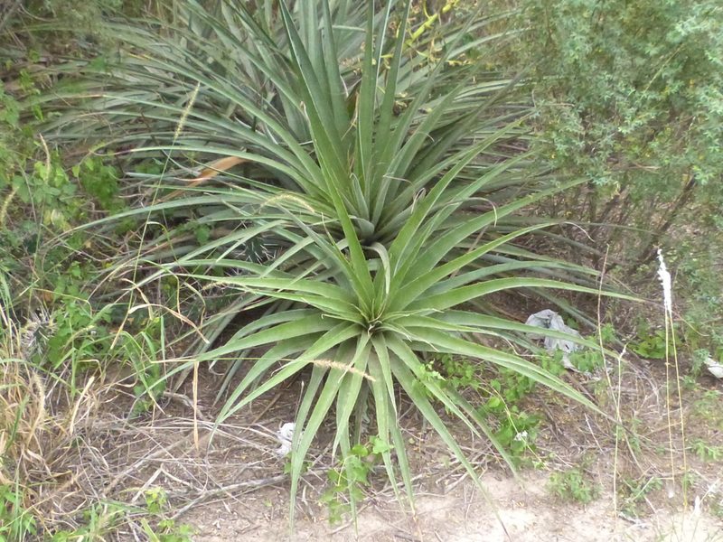 Bromelia hieronymi, photographed by Jose Luis Navarro