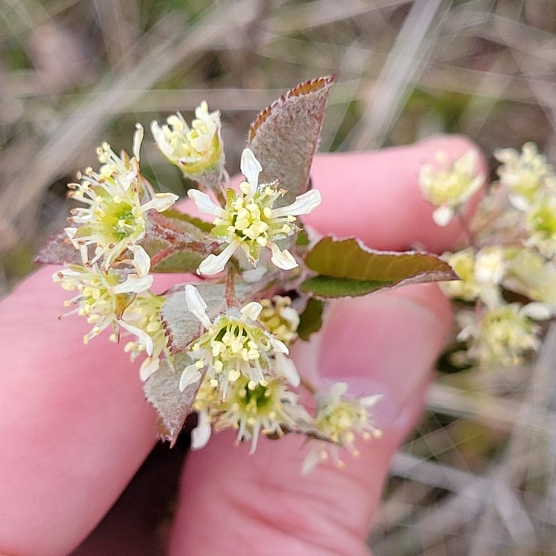 Amelanchier nantucketensis, photographed by Matt Pelikan