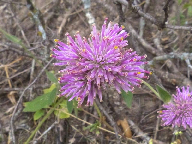 Gomphrena pulchella, photographed by Jose Luis Navarro