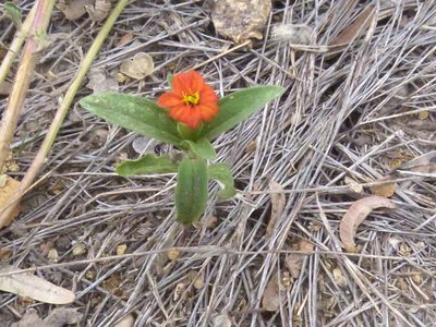 Zinnia peruviana, photographed by Jose Luis Navarro
