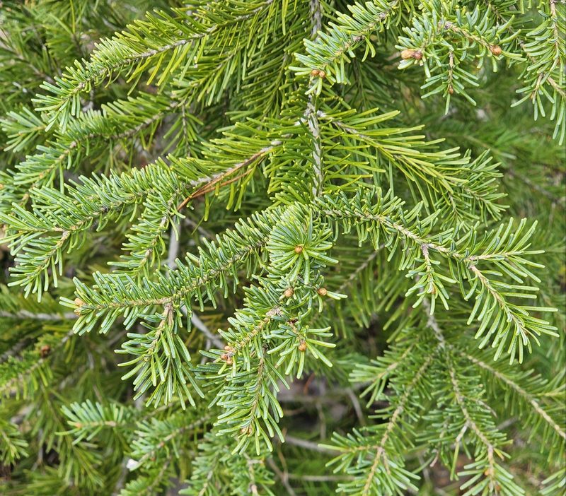 Abies lasiocarpa, photographed by Lyrae