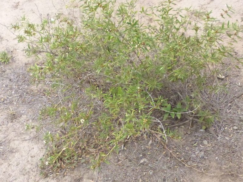 Lippia turbinata, photographed by Jose Luis Navarro