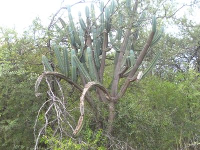 Cereus forbesii, photographed by Jose Luis Navarro