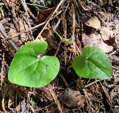 Asarum caudatum, photographed by Lyrae
